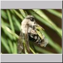 Stylops melittae - Faecherfluegler m17 5mm an Andrena vaga.jpg